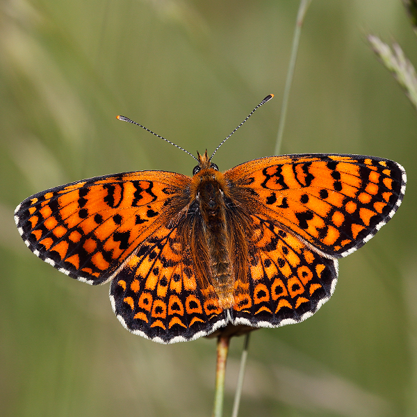 Melitaea arduinna