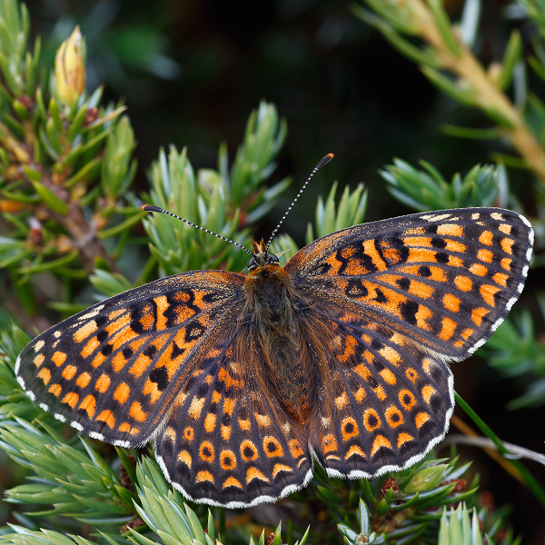 Melitaea arduinna