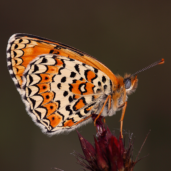 Melitaea arduinna