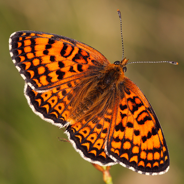 Melitaea arduinna