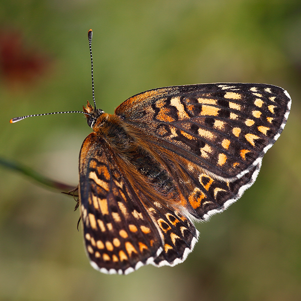 Melitaea arduinna