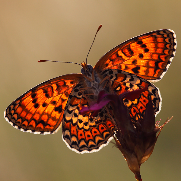 Melitaea arduinna