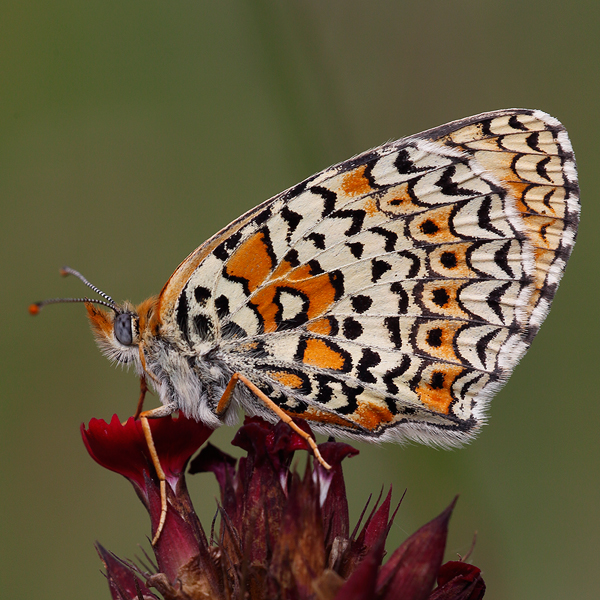 Melitaea arduinna