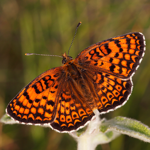 Melitaea arduinna