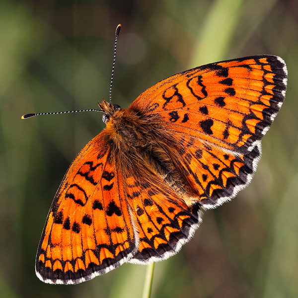 Melitaea arduinna