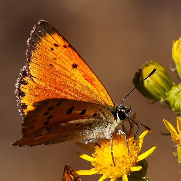 Lycaena virgaureae