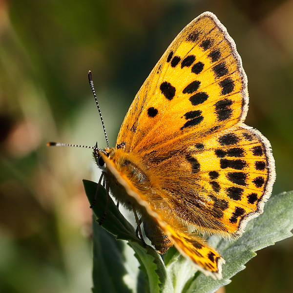 Lycaena virgaureae