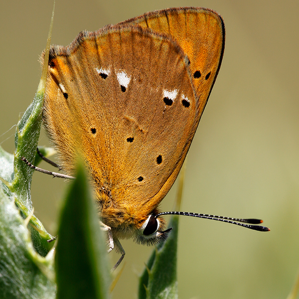 Lycaena virgaureae