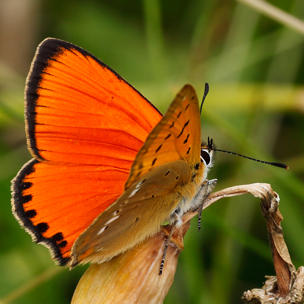 Lycaena virgaureae