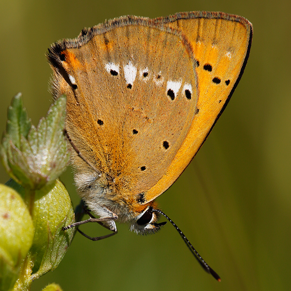 Lycaena virgaureae