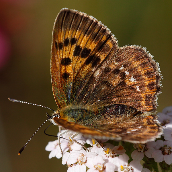 Lycaena virgaureae (montanus)