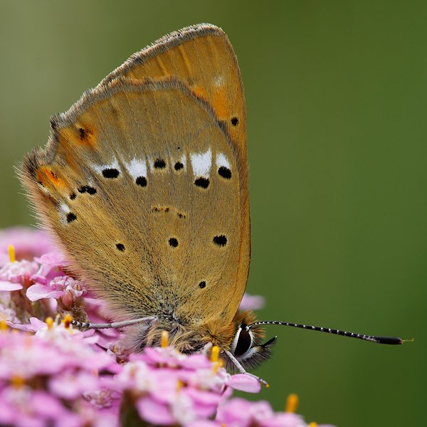 Lycaena virgaureae (montanus)