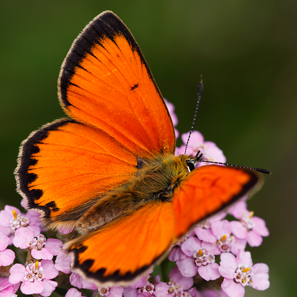 Lycaena virgaureae (montanus)