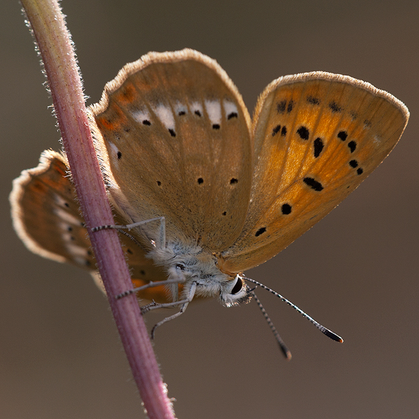 Lycaena virgaureae (montanus)