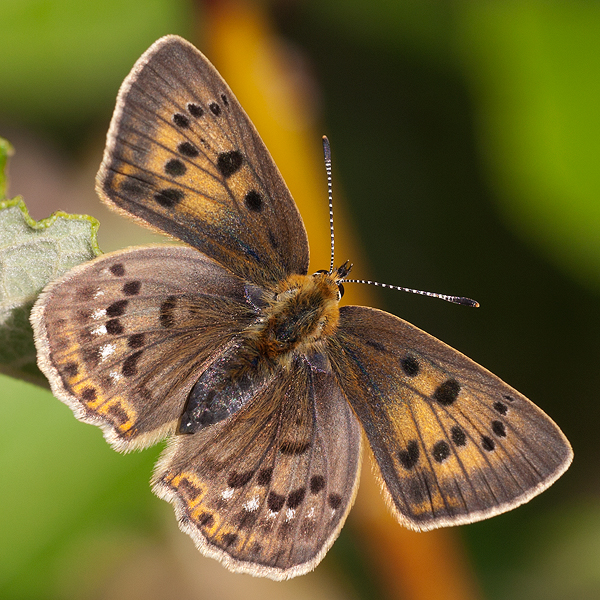 Lycaena virgaureae (montanus)