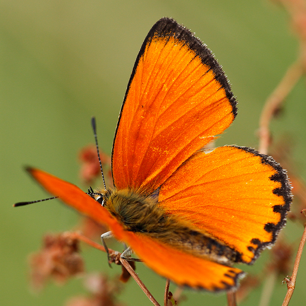 Lycaena virgaureae