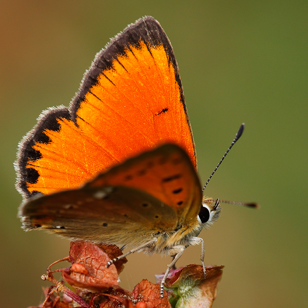 Lycaena virgaureae