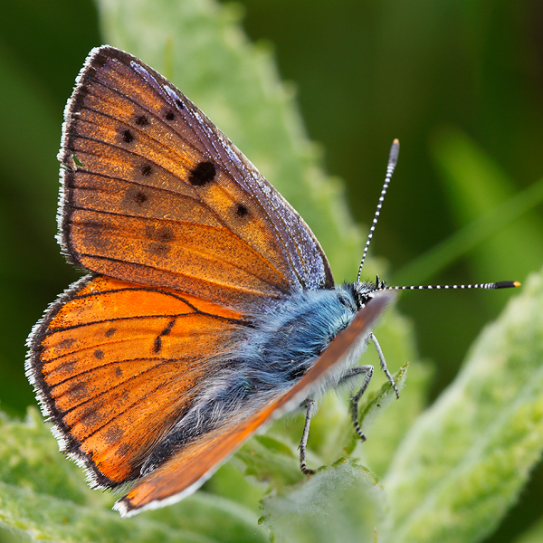 Lycaena alciphron (gordius)