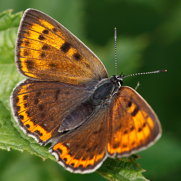 Lycaena alciphron (gordius)