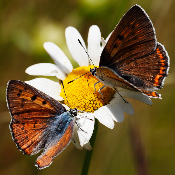 Lycaena alciphron (gordius)