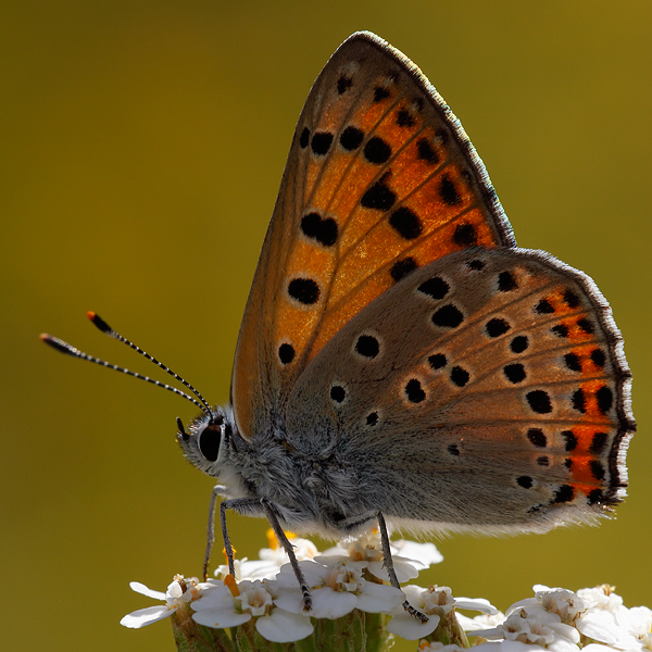 Lycaena alciphron (gordius)