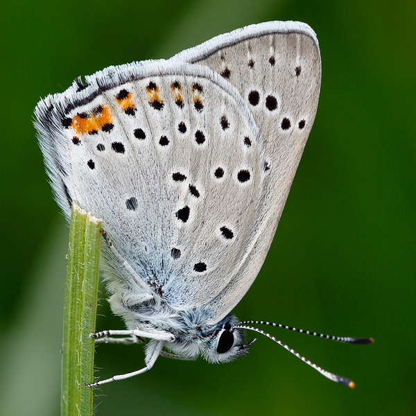 Lycaena alciphron