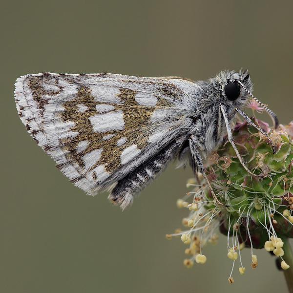 Pyrgus serratulae