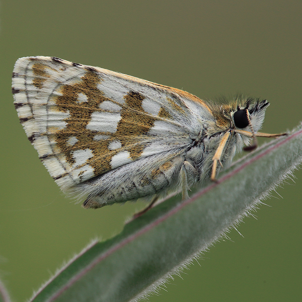 Pyrgus serratulae