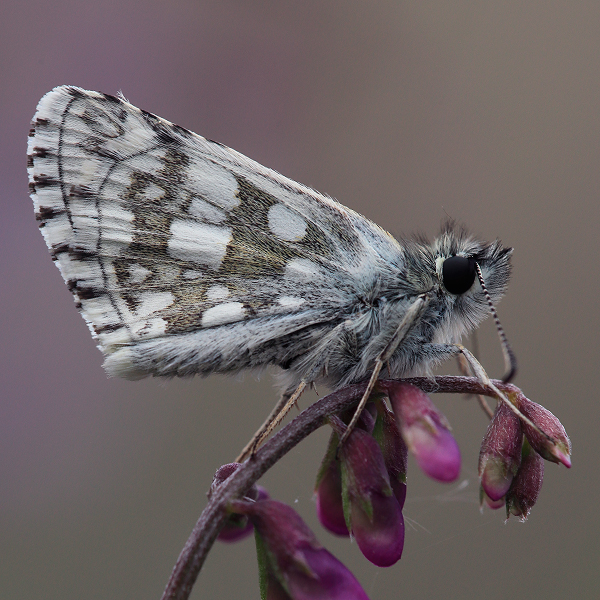 Pyrgus serratulae