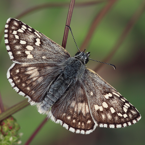 Pyrgus sidae