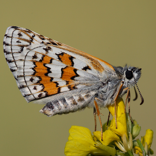 Pyrgus sidae