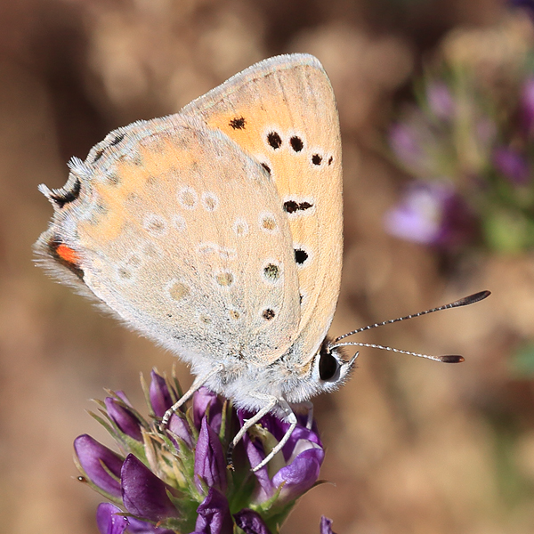 Lycaena thetis