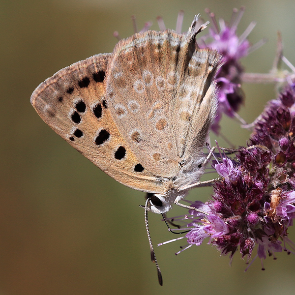 Lycaena thetis