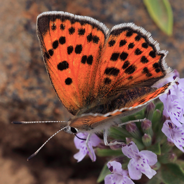 Lycaena thetis