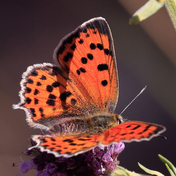 Lycaena thetis