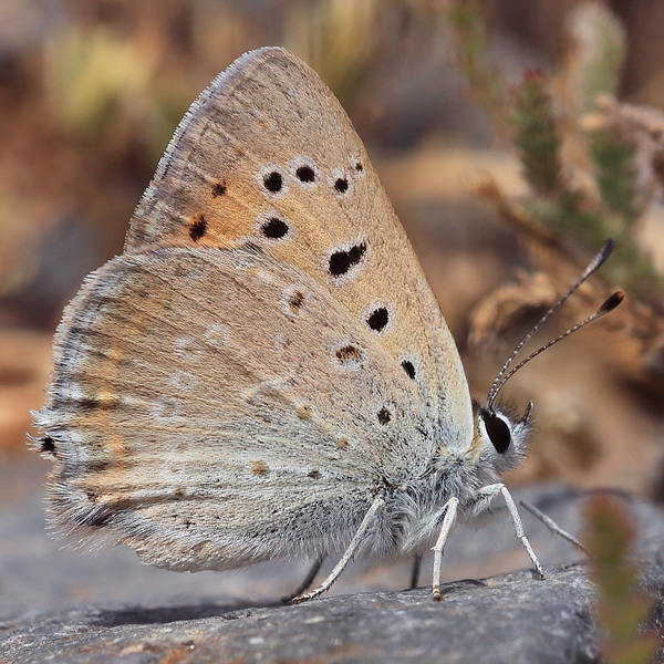 Lycaena thetis