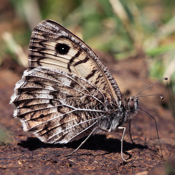 Pseudochazara geyeri