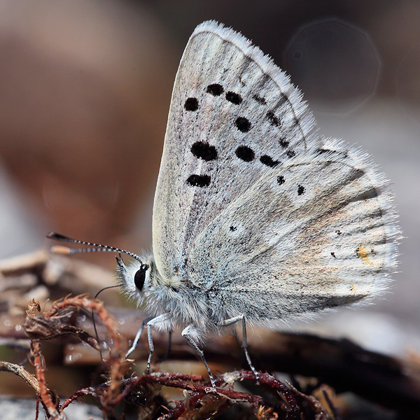 Plebejus dardanus