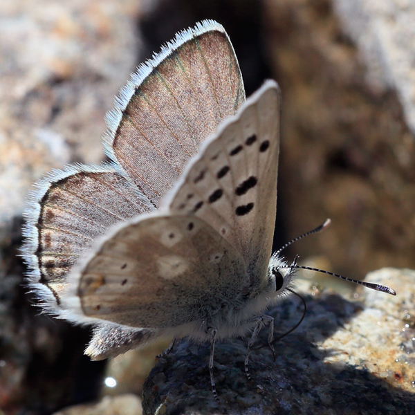 Plebejus dardanus