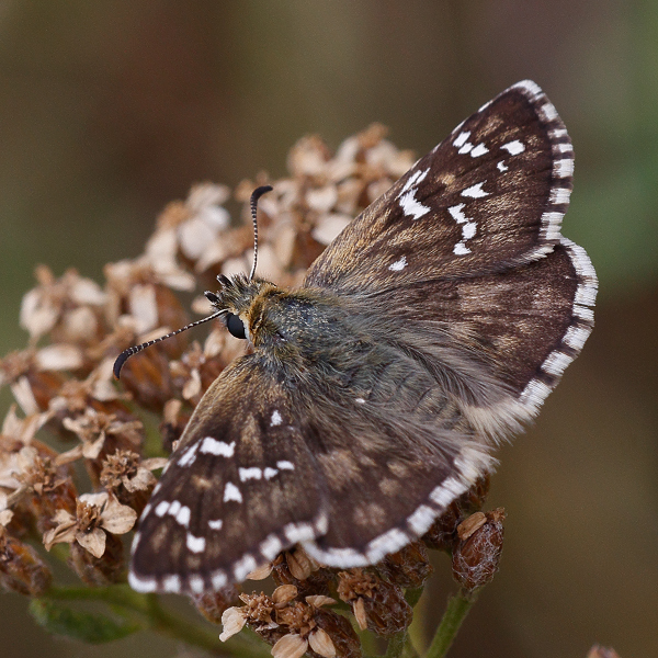 Pyrgus foulquieri