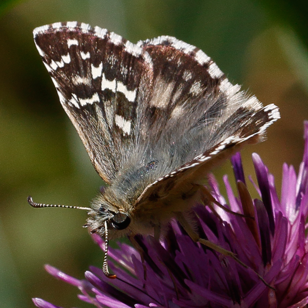 Pyrgus foulquieri