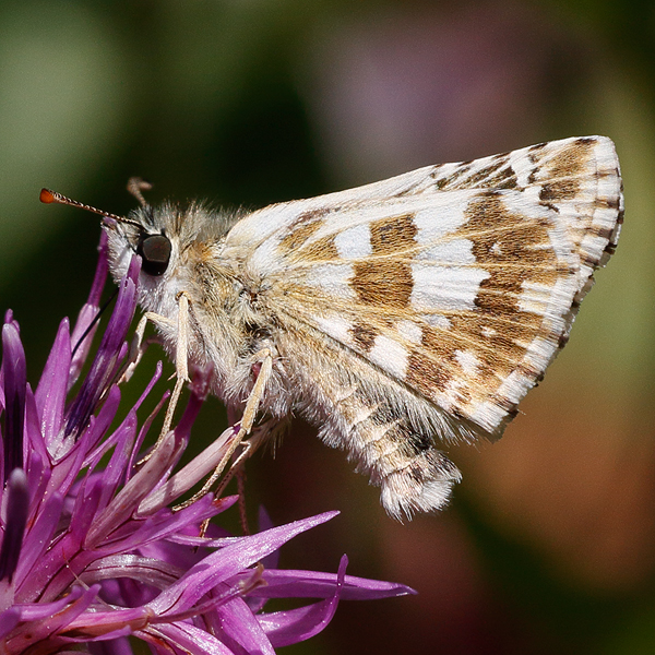 Pyrgus foulquieri