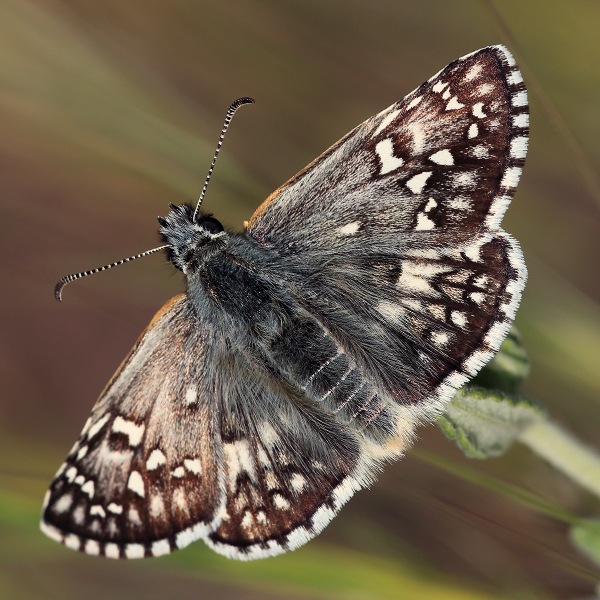 Pyrgus sidae