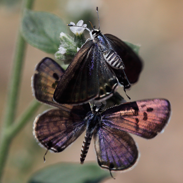 Tarucus balkanicus