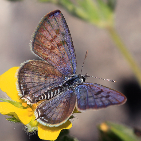 Tarucus balkanicus