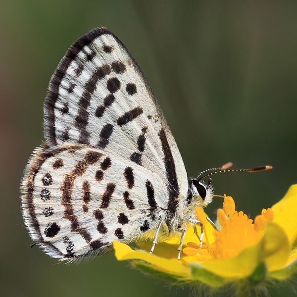 Tarucus balkanicus