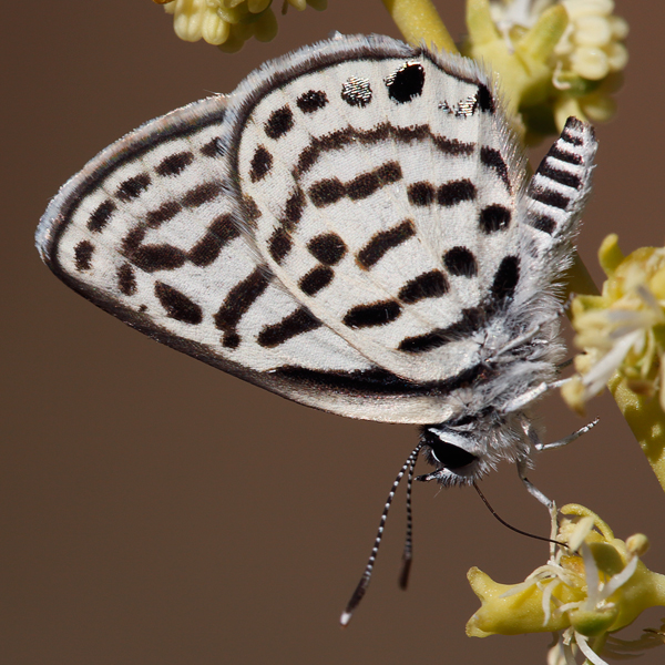 Tarucus rosaceus