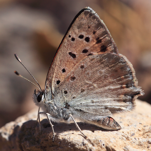 Lycaena thetis