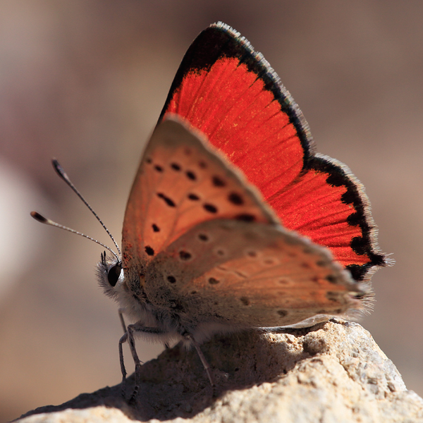 Lycaena thetis