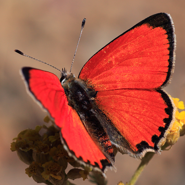 Lycaena thetis